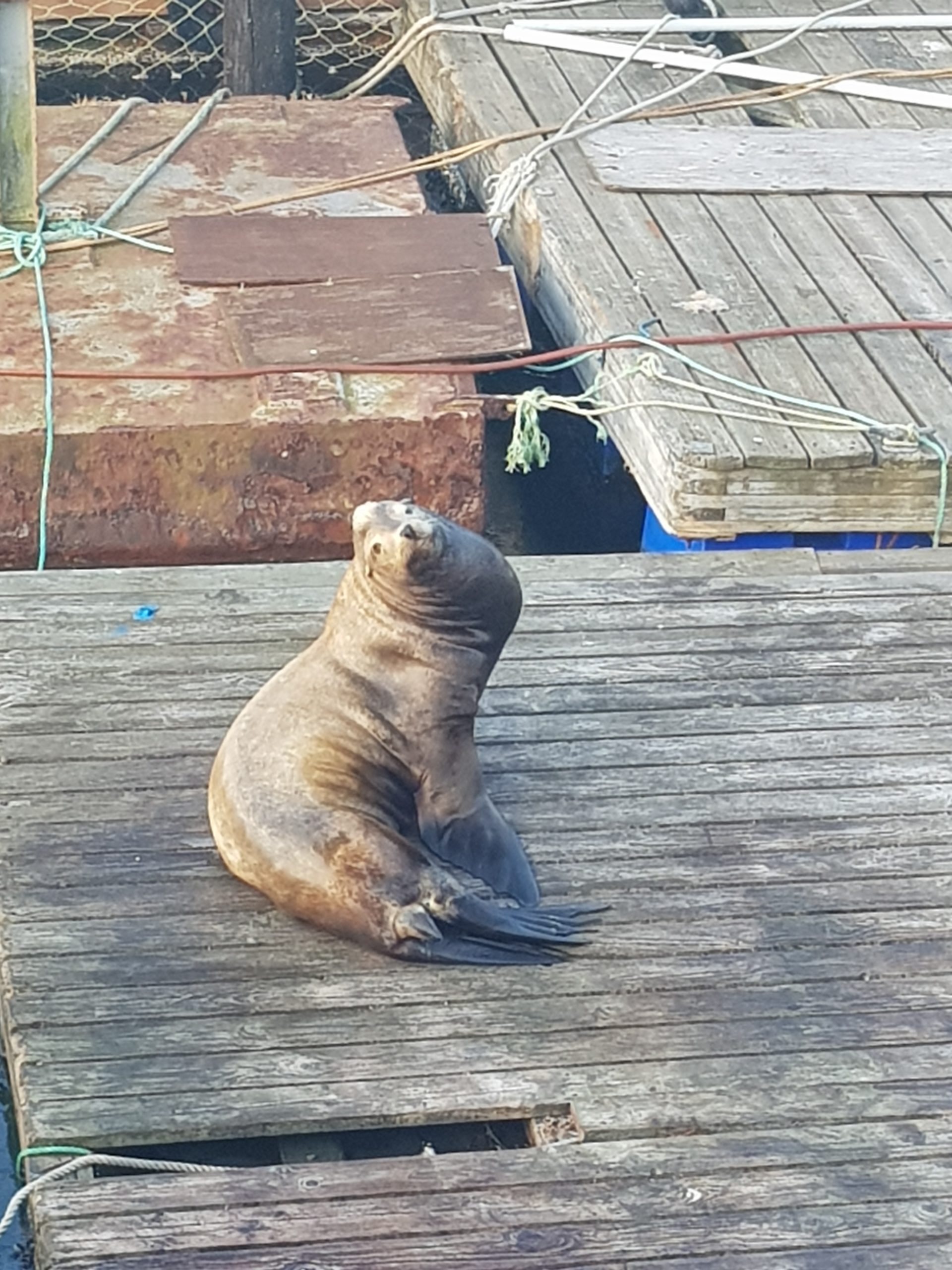 seal sitting on a dock