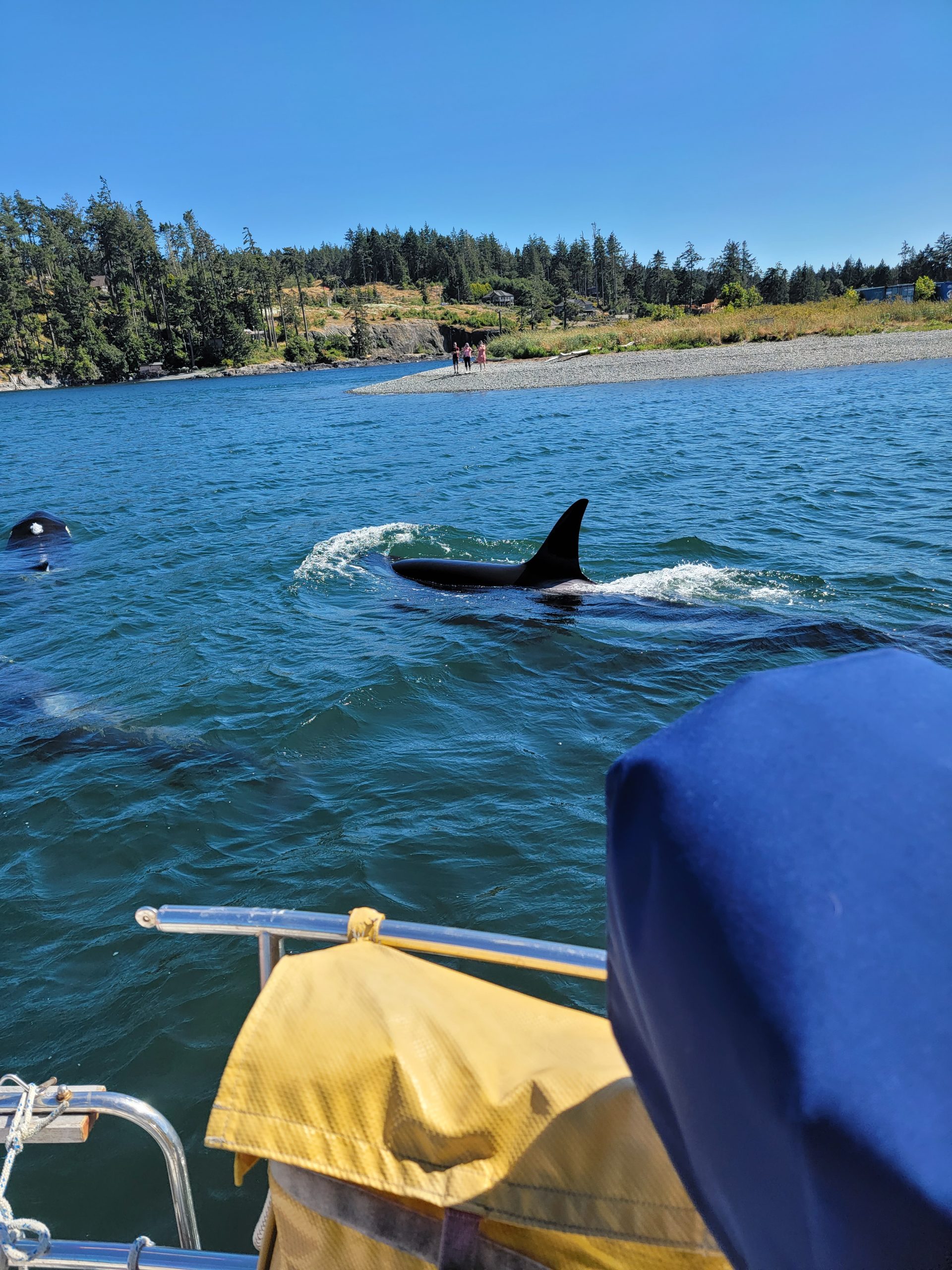 orcas swimming beside the sailboat